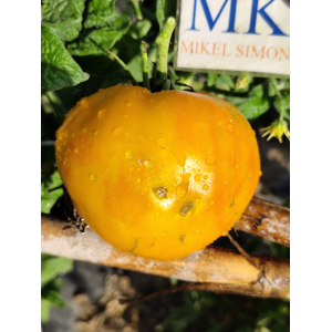 Tomate Moya Yellow sēklas - pirkt internetā