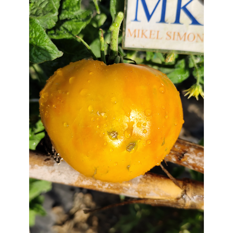 Tomate Moya Yellow nasiona - kup online