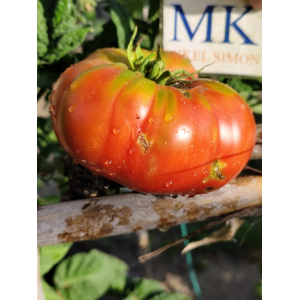 Tomate Mashenka sėklos - pirkti internetu
