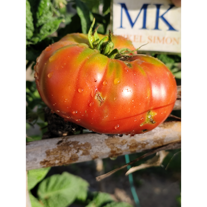 Tomate Mashenka насіння - купити онлайн