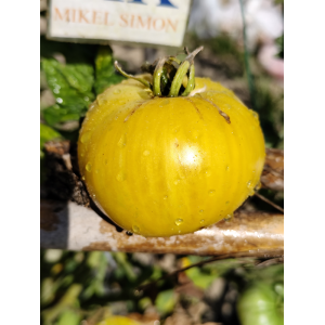 Tomate Pineapple Pig semințe - cumpără online