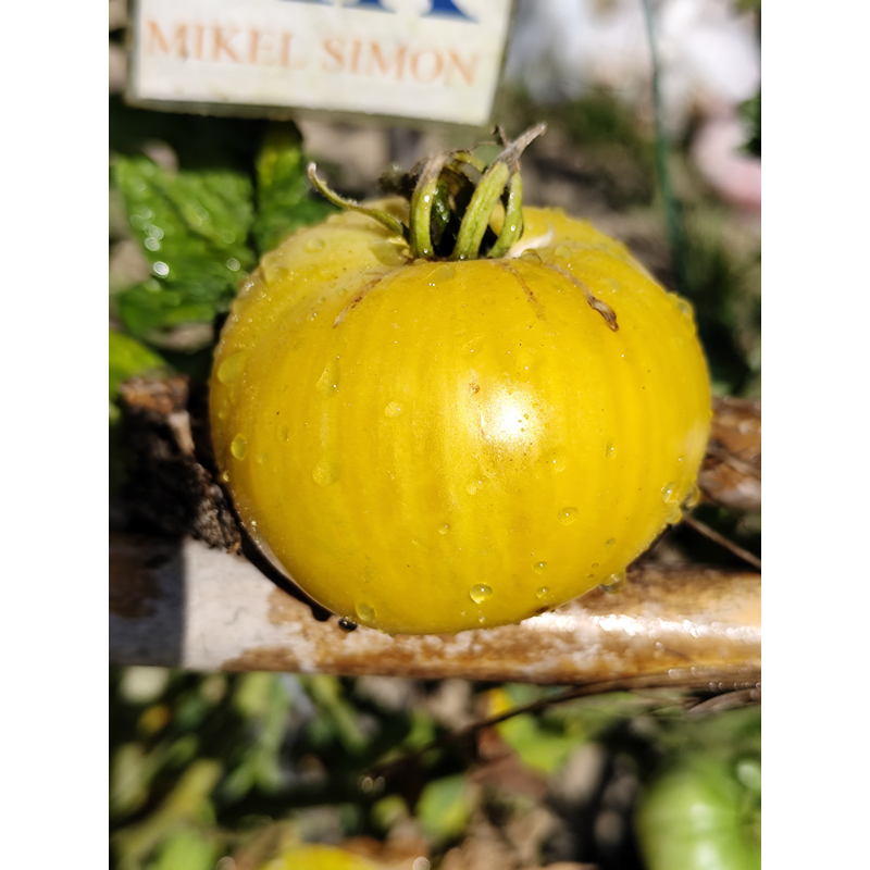 Tomate Pineapple Pig semi - acquista online