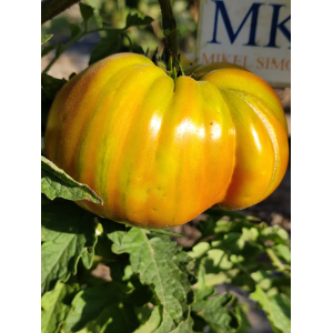 Acheter graines Tomate George Detsika's Italian Red