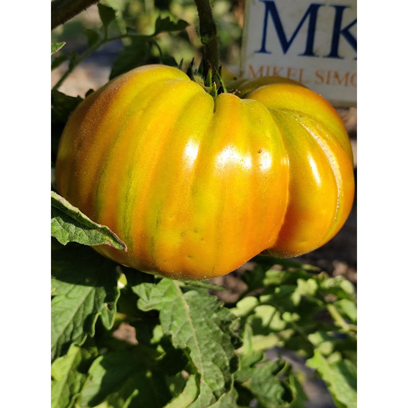 Tomate George Detsika's Italian Red семена - купи онлайн