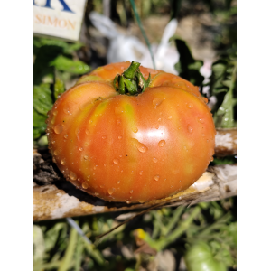 Tomate Maguy semená - kúpiť online