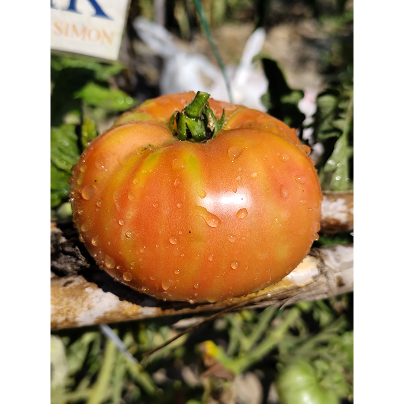 Tomate Maguy semințe - cumpără online