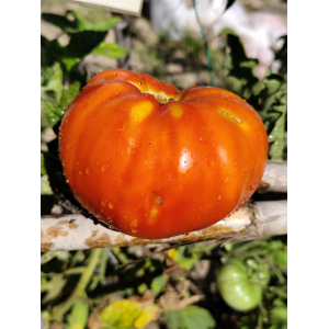 Tomate Cascade Lava σπόροι - αγορά online