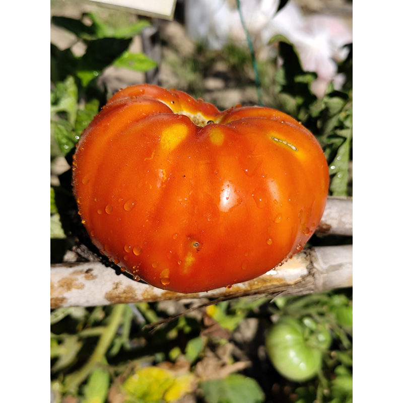 Tomate Cascade Lava Samen kaufen