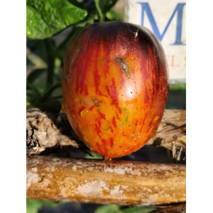 Tomate Gargamel semințe - cumpără online