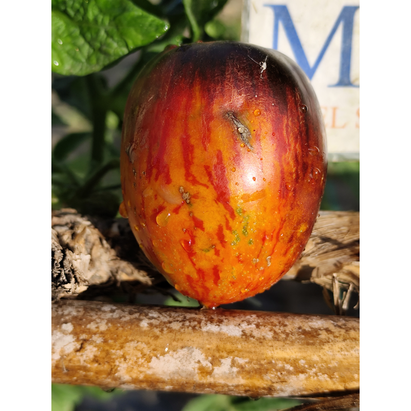 Tomate Gargamel semințe - cumpără online