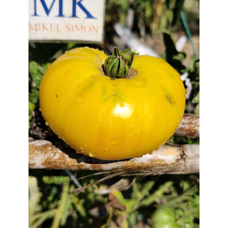 omate Dwarf MT. Snow seeds - buy online