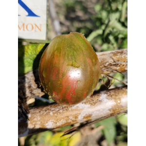 Tomate Dwarf Maritime Bells zaden kopen