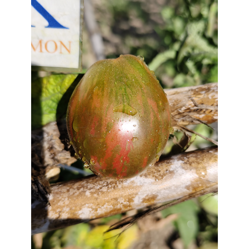 Tomate Dwarf Maritime Bells seemned - osta veebist