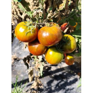 Tomate Dwarf Copperhead sėklos - pirkti internetu