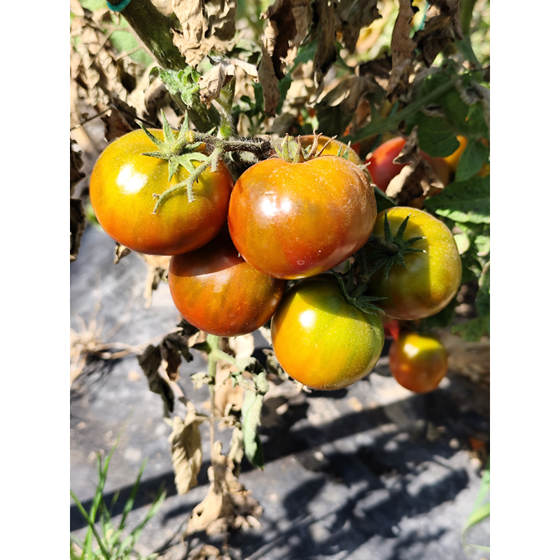 Tomate Dwarf Copperhead frø - køb online