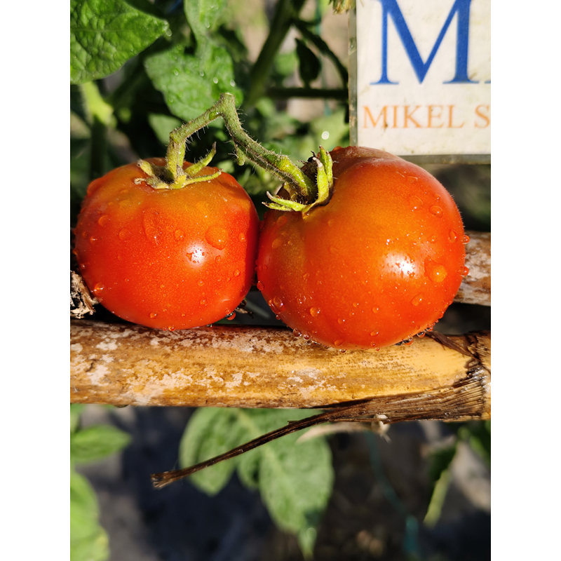 Tomate Beatalux frø - kjøp på nett