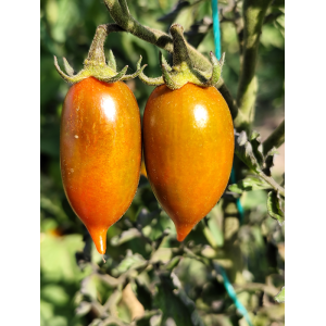 Tomate Emalia semi - acquista online