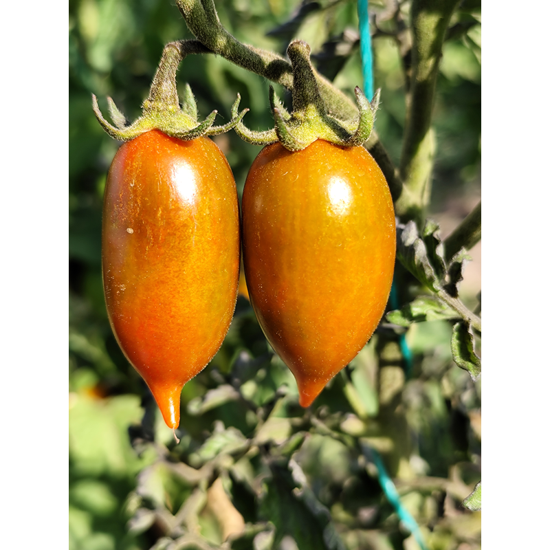 Tomate Emalia насіння - купити онлайн