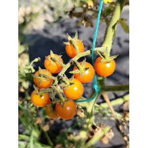 Tomate Rose Quartz Multiflora семена - купи онлайн