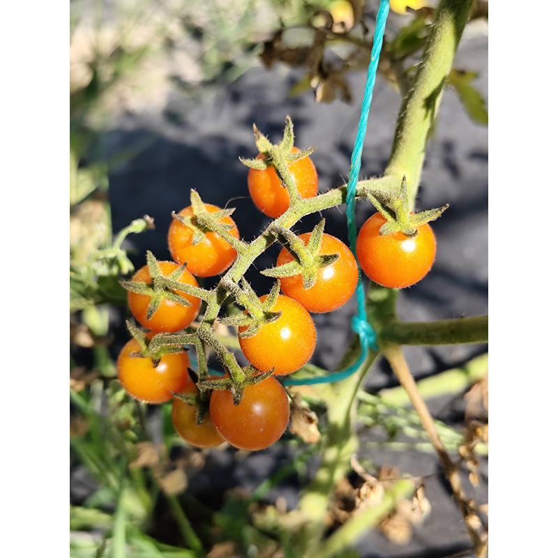 Tomate Rose Quartz Multiflora seeds - buy online