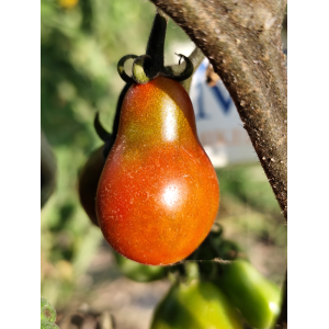 Tomate Cafe Bule seme - kupite online