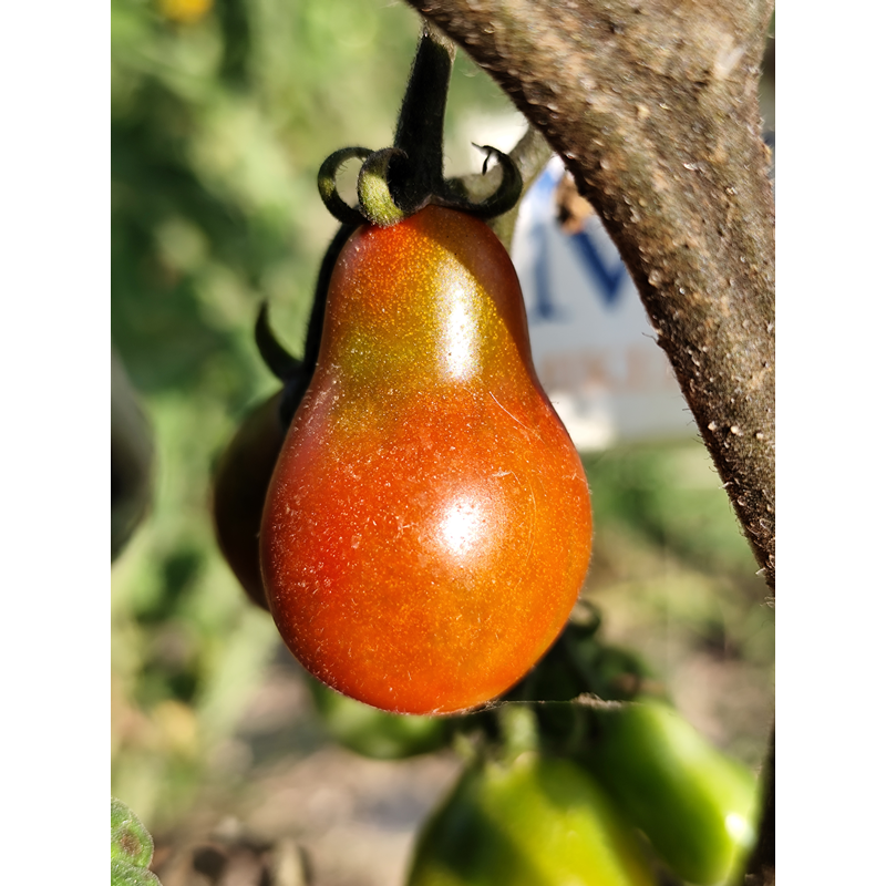 Tomate Cafe Bule frön - köp online