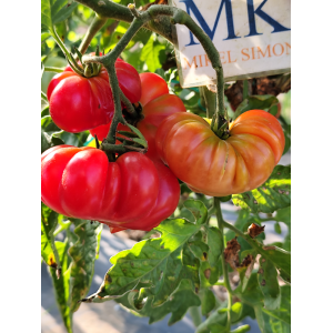 Tomate Bali semințe - cumpără online