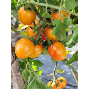 Tomate Artisan Golden Bubmblebee siemenet - osta verkosta