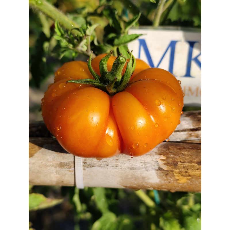 Tomate Banjam Rumi Orange, 10 semillas - comprar semillas de toma