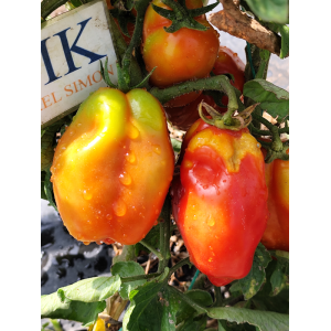 Tomate Andine Cornue Samen kaufen
