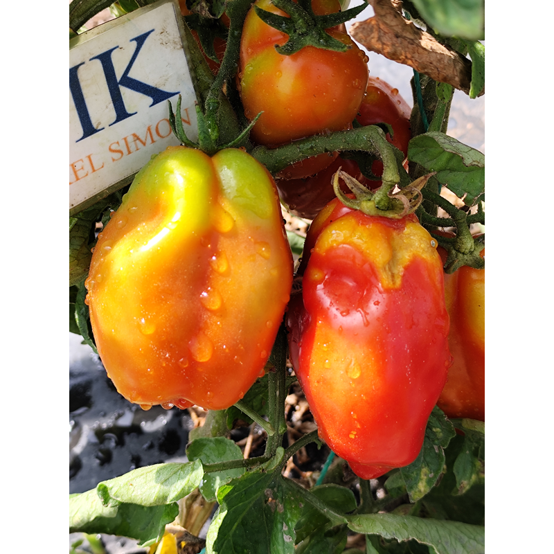 Tomate Andine Cornue sėklos - pirkti internetu