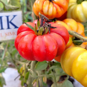 Tomate Black Hawk siemenet - osta verkosta