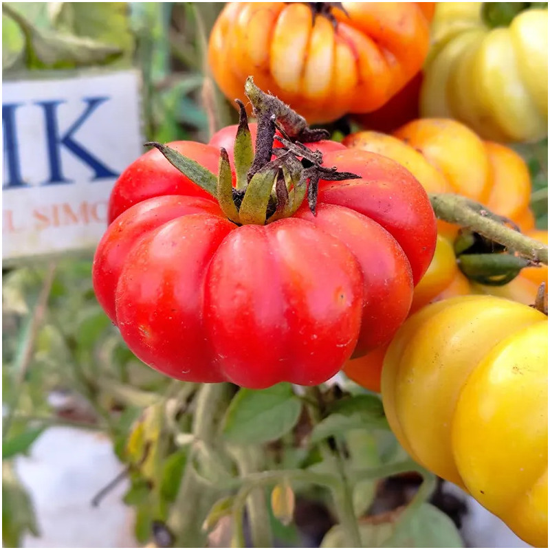 Tomate Black Hawk nasiona - kup online