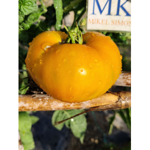 Tomate Marizol Gold — купить семена