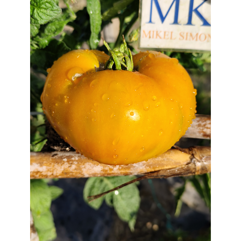 Tomate Marizol Gold seme - kupite online