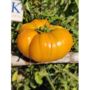 Tomate Mary Reynolds frø - køb online