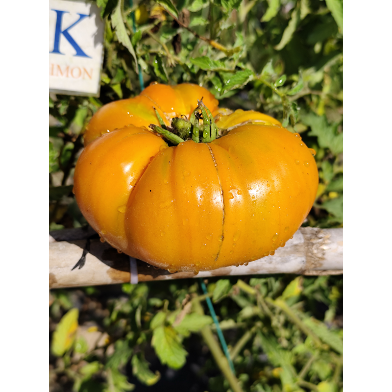 Tomate Mary Reynolds frø - køb online