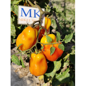 Tomate Red Fox semena - nakup prek spleta