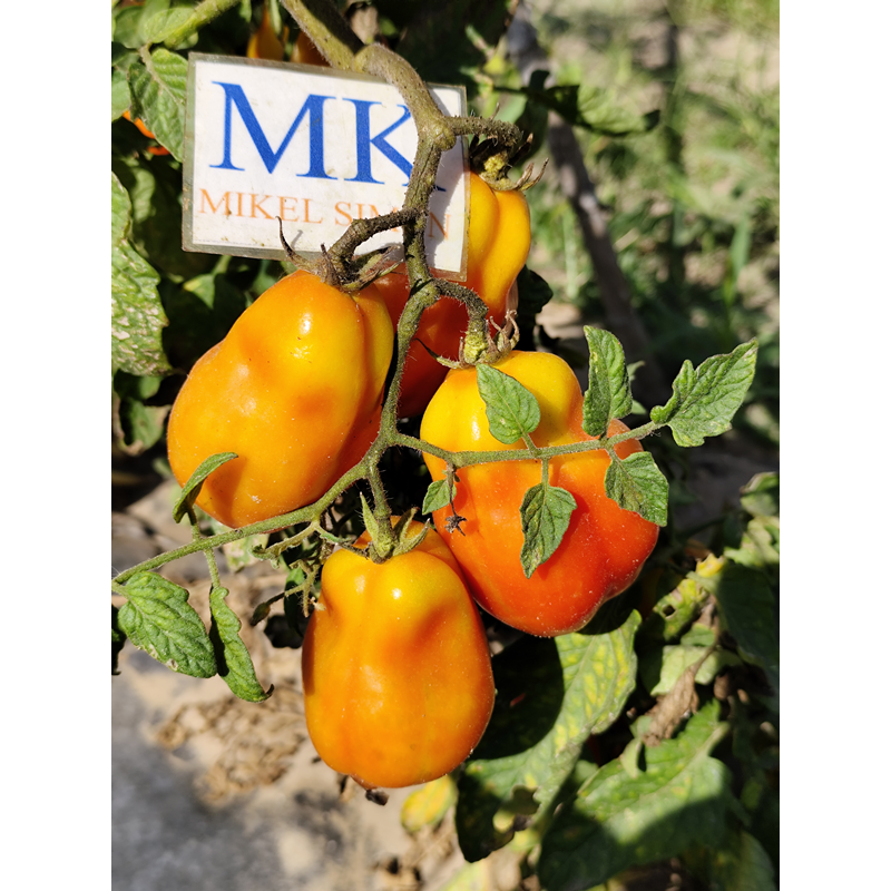 Tomate Red Fox семена - купи онлайн