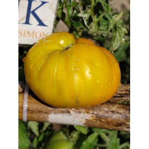Tomate Queen Aliquippa — купить семена