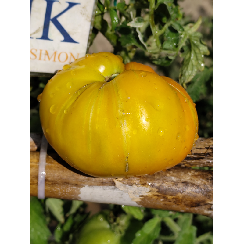 Tomate Queen Aliquippa frön - köp online