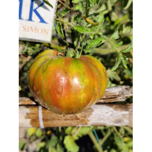Tomate Queen Anne seemned - osta veebist
