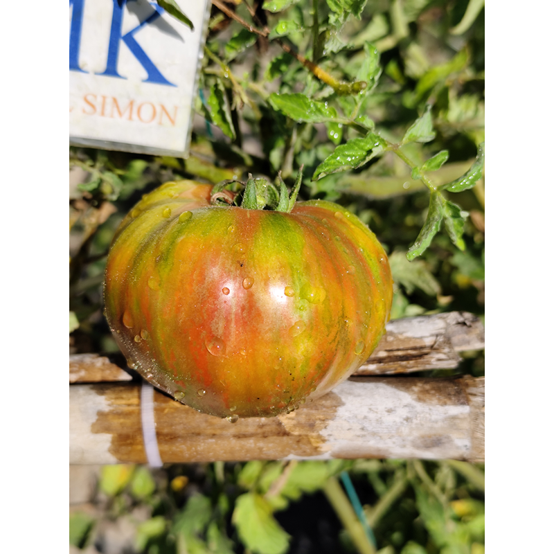 Tomate Queen Anne seme - kupite online