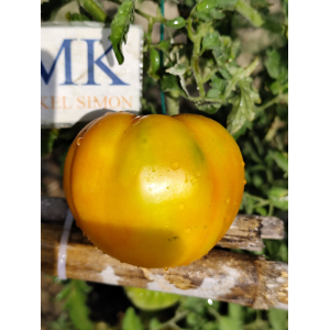 Tomate Plan 9 From Outer Space seeds - buy online