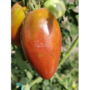 Tomate Purple Isonica semená - kúpiť online