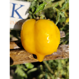 Tomate Anna Herman semená - kúpiť online