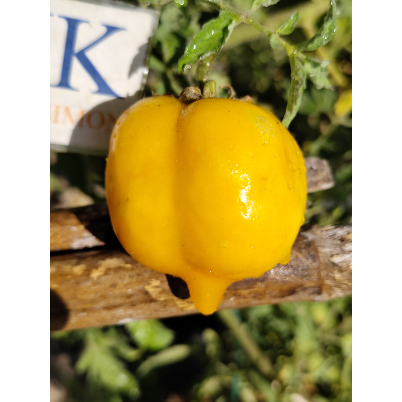 Tomate Anna Herman Samen kaufen
