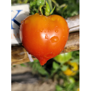 Tomate Anana's Multiflora seemned - osta veebist