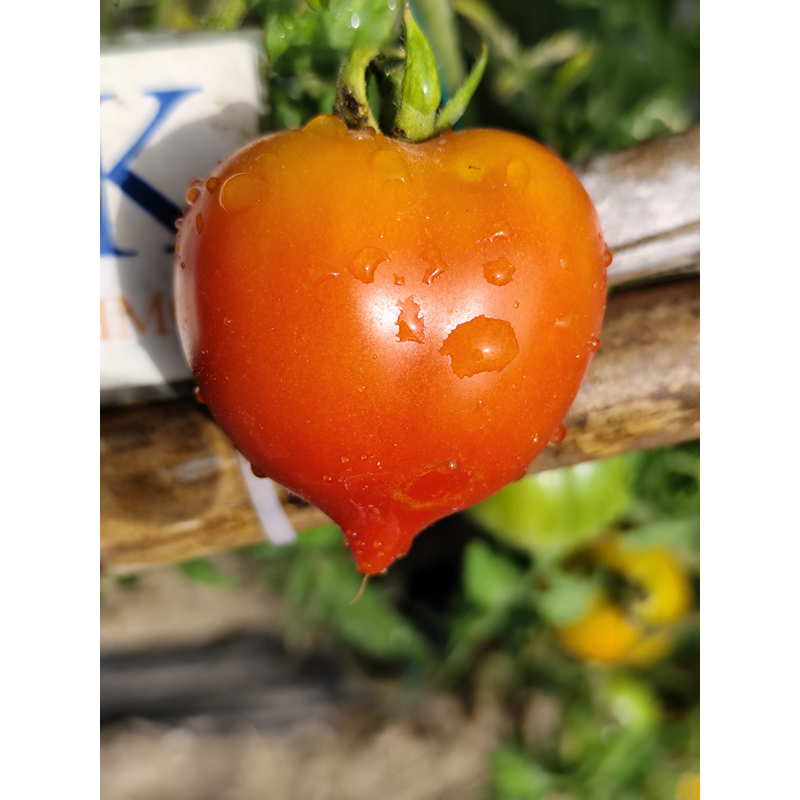 Tomate Anana's Multiflora frø - kjøp på nett