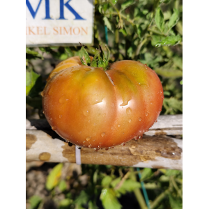 Tomate Dwarf Wild Fred sjemenke - kupovina